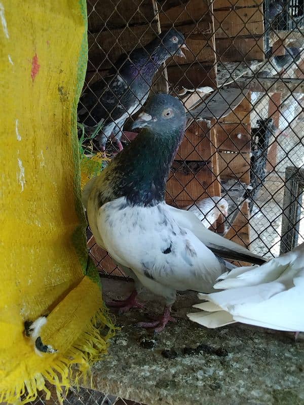 pigeon for sale 9 piece 700 per 03007325379 location multan 4