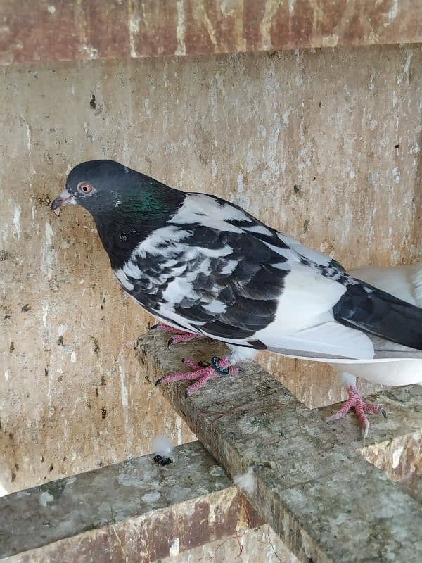 pigeon for sale 9 piece 700 per 03007325379 location multan 5