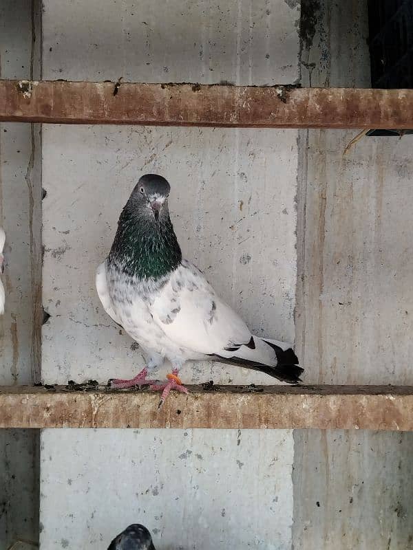 pigeon for sale 9 piece 700 per 03007325379 location multan 6