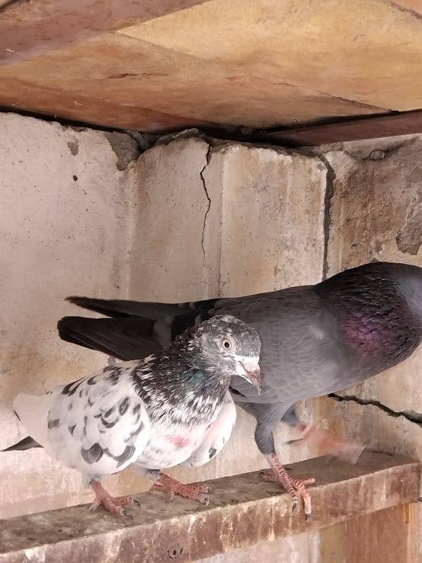 pigeon for sale 9 piece 700 per 03007325379 location multan 7