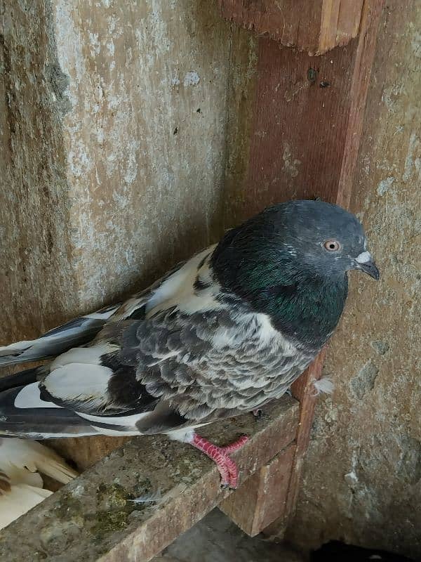 pigeon for sale 9 piece 700 per 03007325379 location multan 8