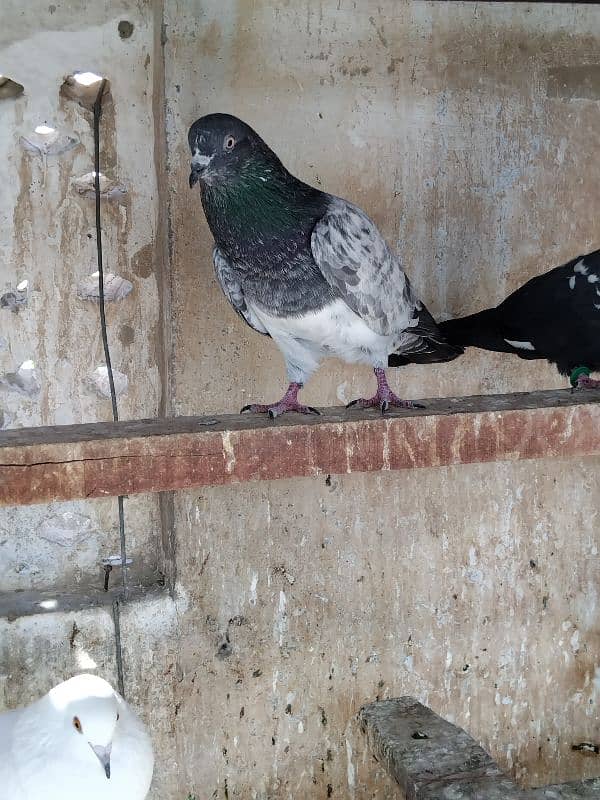 pigeon for sale 9 piece 700 per 03007325379 location multan 9