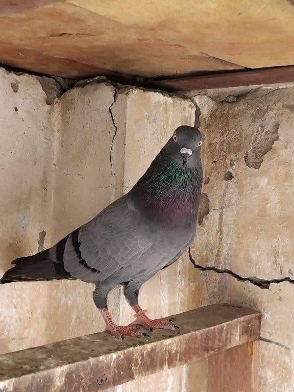 pigeon for sale 9 piece 700 per 03007325379 location multan 10