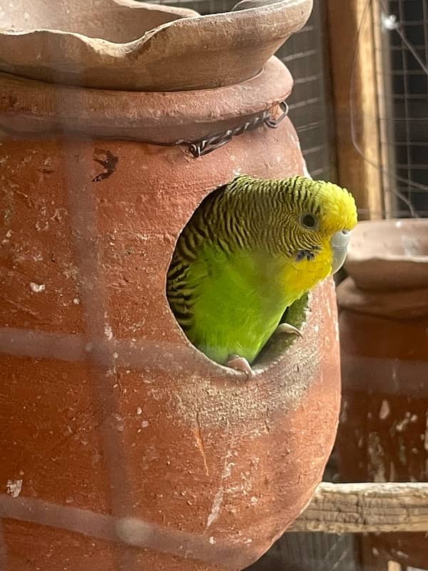 Australia budgie with baby budgies And Albino blue with eggs + yeallow 0