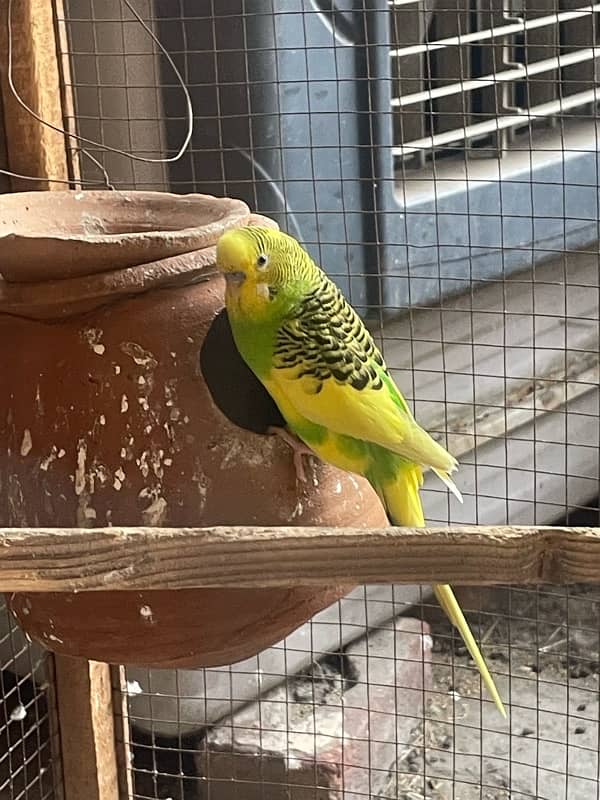 Australia budgie with baby budgies And Albino blue with eggs + yeallow 1