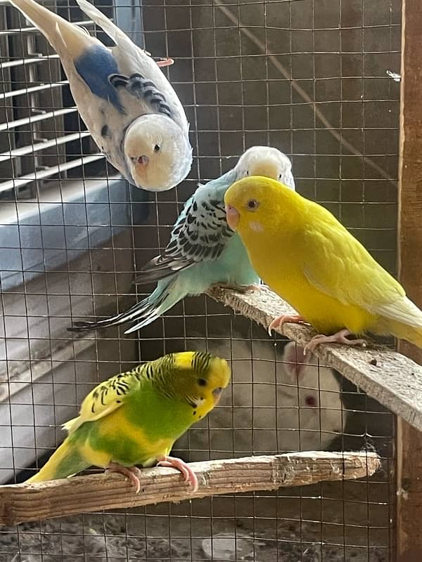 Australia budgie with baby budgies And Albino blue with eggs + yeallow 2