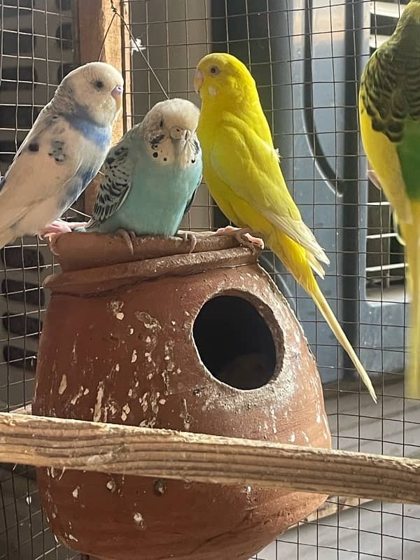 Australia budgie with baby budgies And Albino blue with eggs + yeallow 4