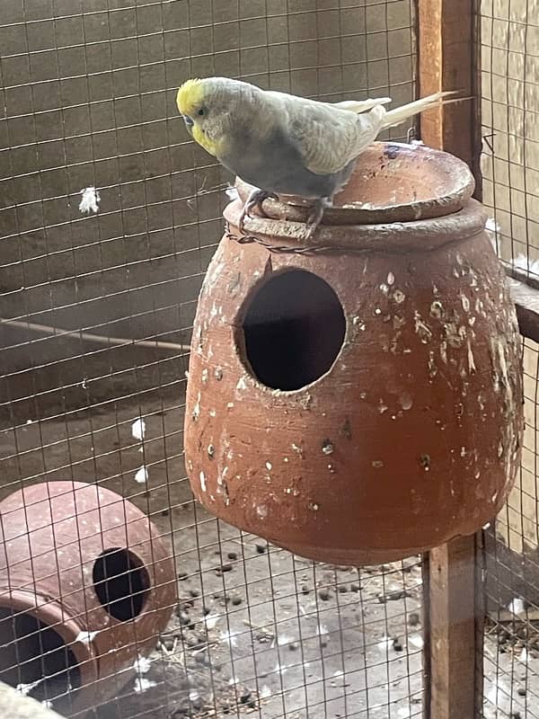 Australia budgie with baby budgies And Albino blue with eggs + yeallow 5