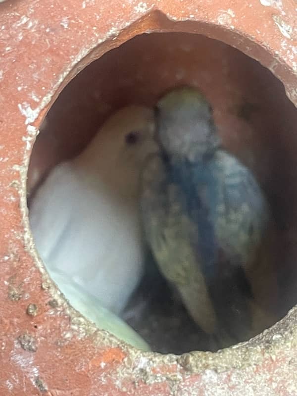 Australia budgie with baby budgies And Albino blue with eggs + yeallow 8