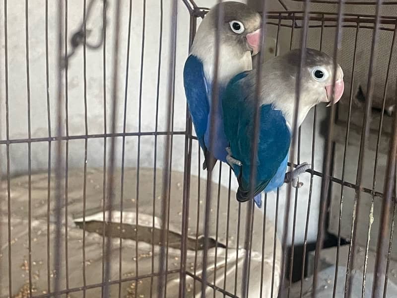 Australia budgie with baby budgies And Albino blue with eggs + yeallow 9