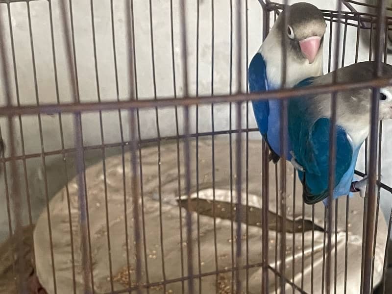 Australia budgie with baby budgies And Albino blue with eggs + yeallow 10