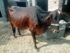 Pregnant Cow for Sale