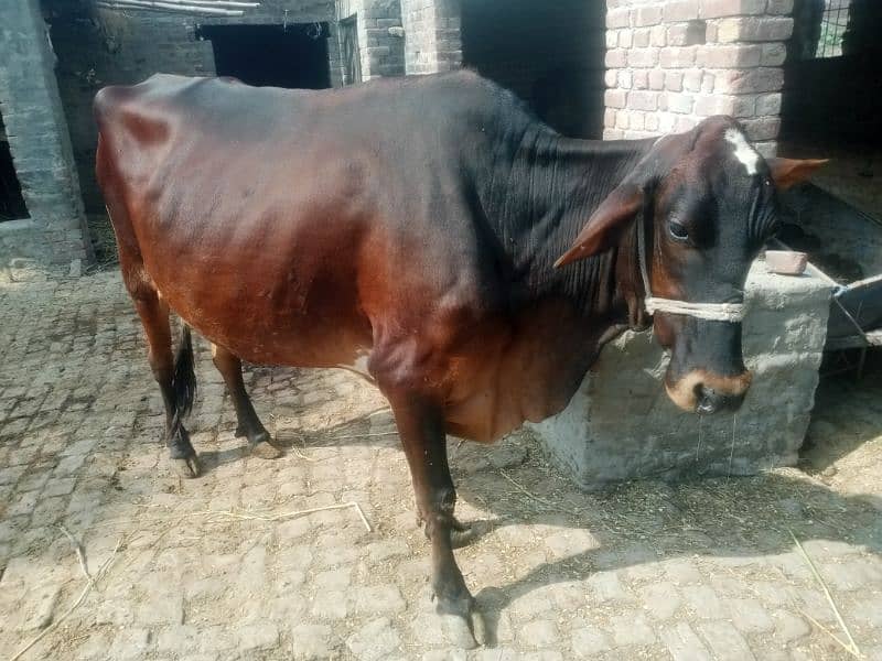 Pregnant Cow for Sale 0