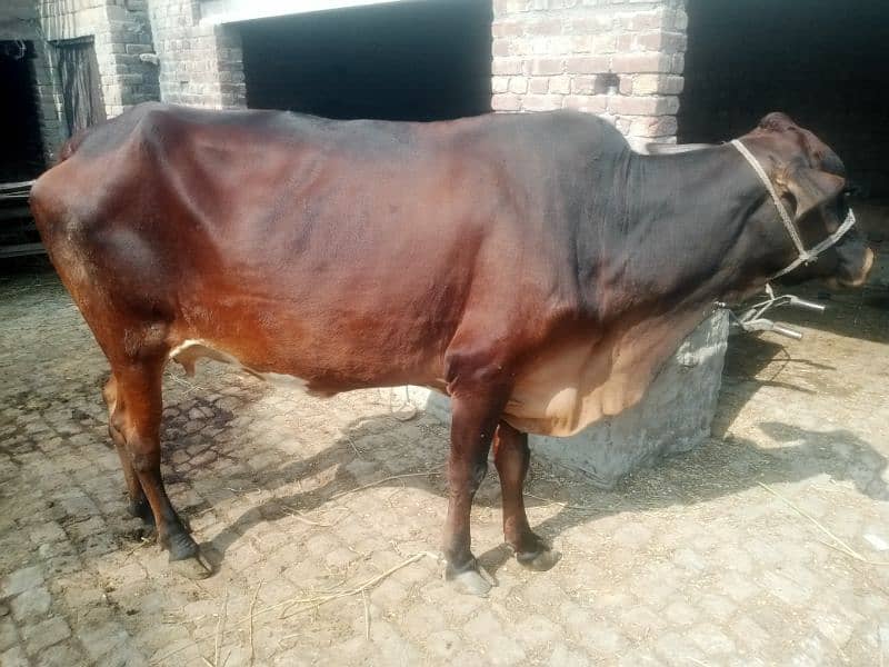 Pregnant Cow for Sale 1