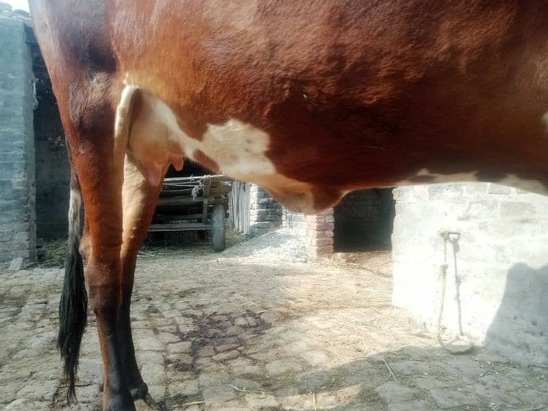 Pregnant Cow for Sale 2