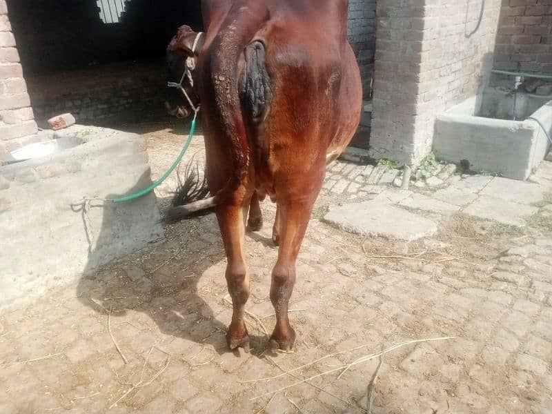 Pregnant Cow for Sale 3