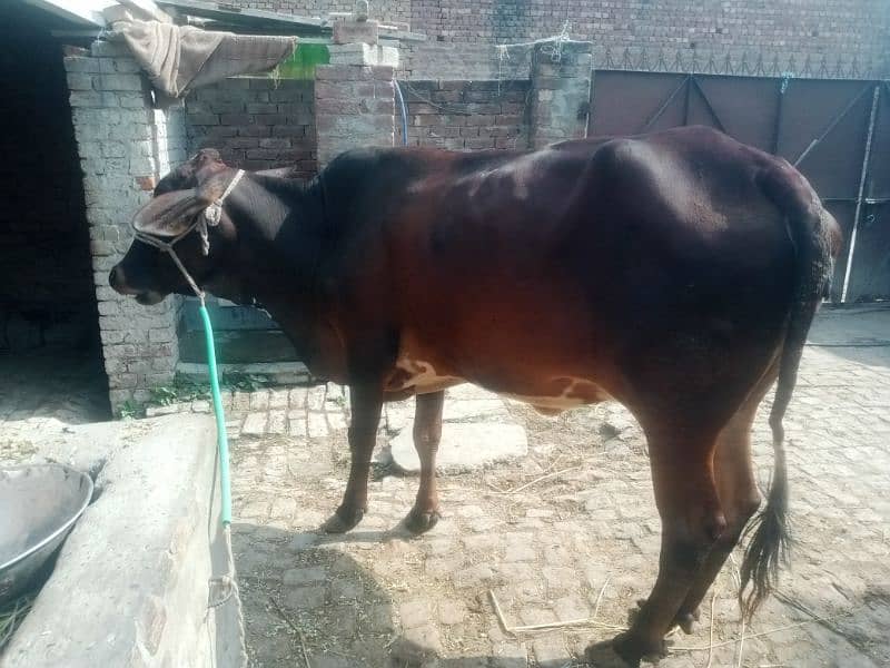 Pregnant Cow for Sale 4