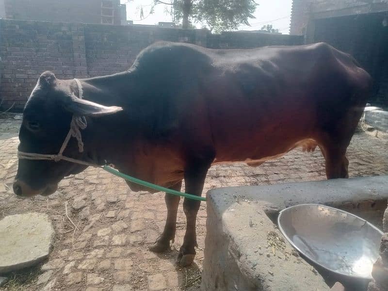 Pregnant Cow for Sale 5