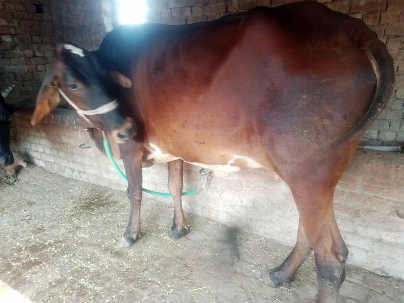 Pregnant Cow for Sale 6