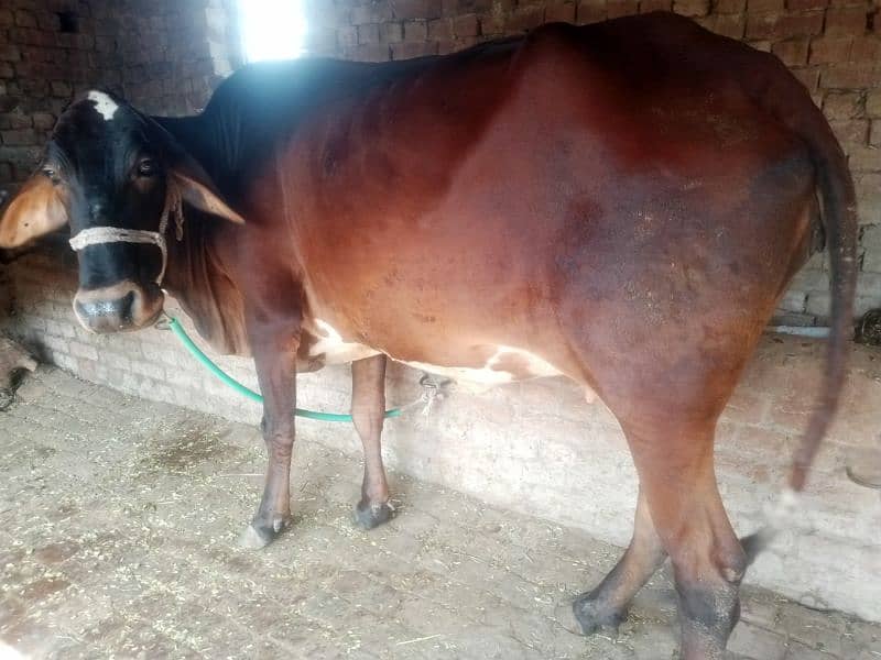 Pregnant Cow for Sale 7