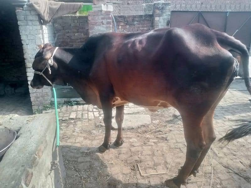 Pregnant Cow for Sale 8