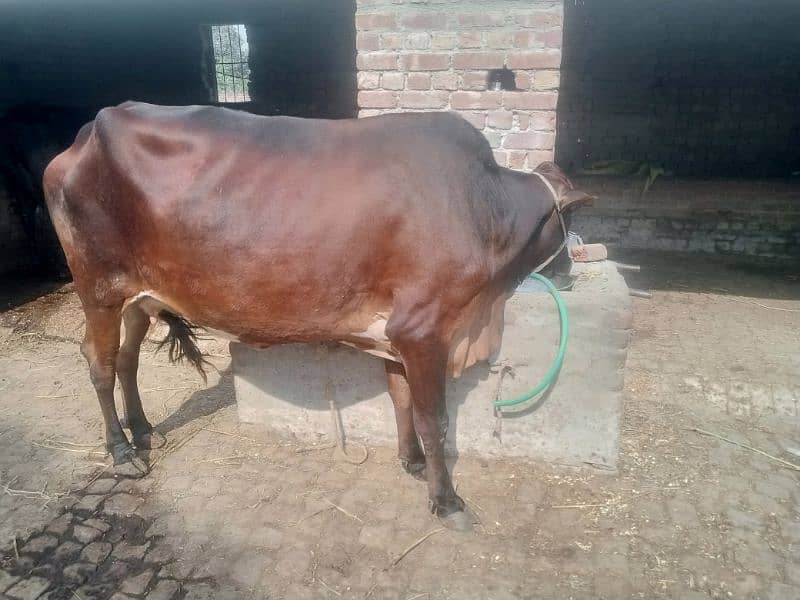 Pregnant Cow for Sale 9