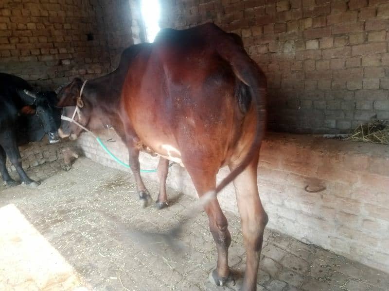 Pregnant Cow for Sale 10