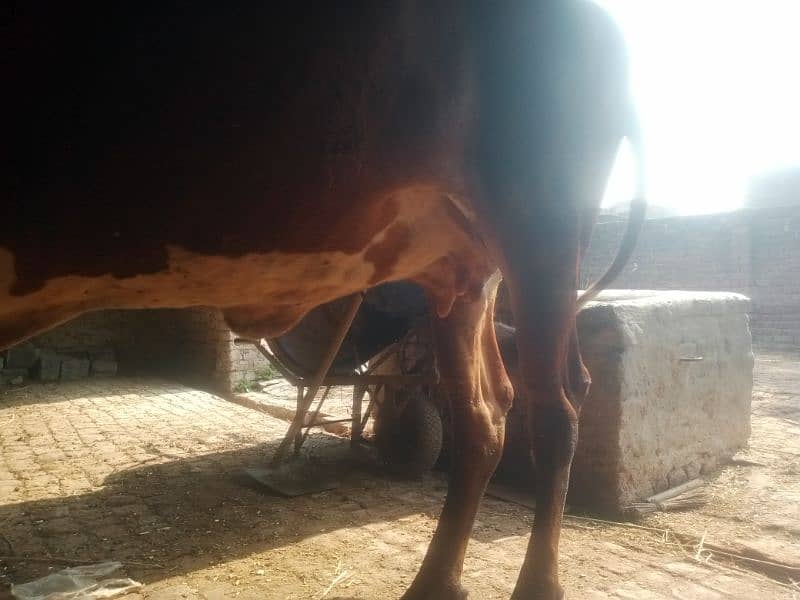 Pregnant Cow for Sale 11