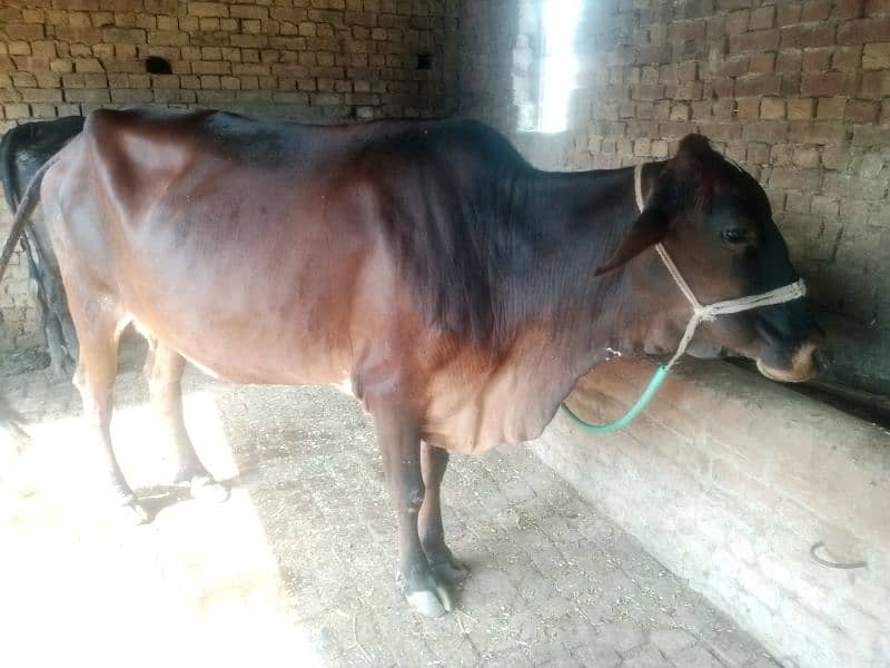 Pregnant Cow for Sale 12