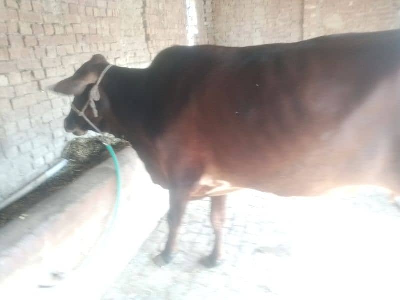 Pregnant Cow for Sale 13