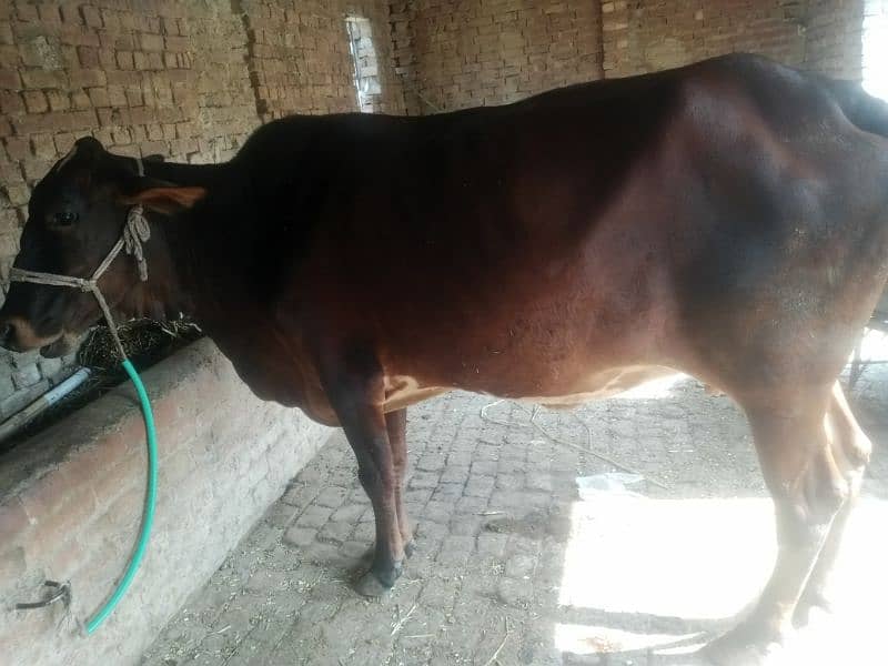 Pregnant Cow for Sale 14