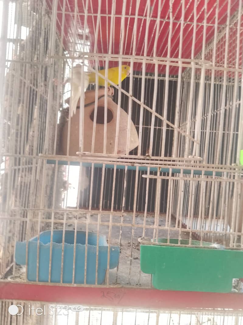 Heavy strong cage6 portiolove birds and Australian parrot ke liye best 3