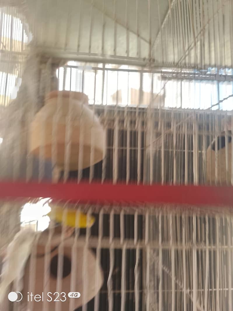 Heavy strong cage6 portiolove birds and Australian parrot ke liye best 4