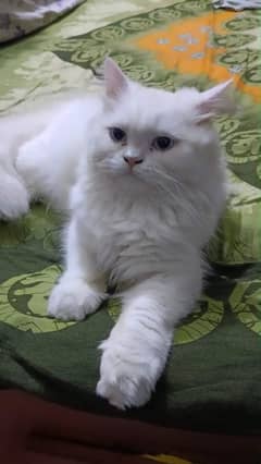 Persian cat vaccination carrier for urgent  03484580261