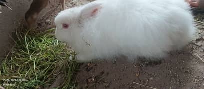 High quality angora rabbit