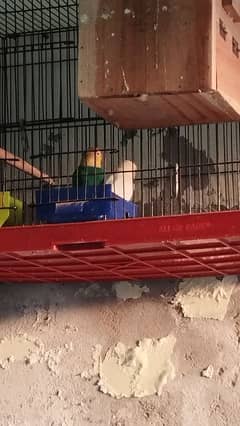 love bird pair Albino Red eye male parblue split female breeder