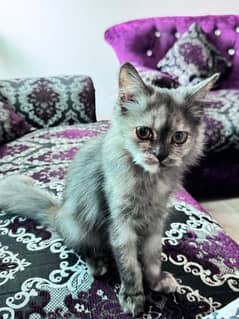 parsian adorable cat 0