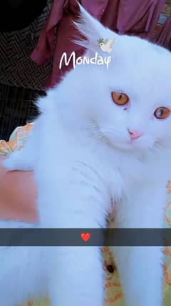 Persian cat thripple coated, fully vaccinated serious buyer rabta kary