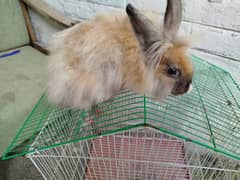 Angora rabbit