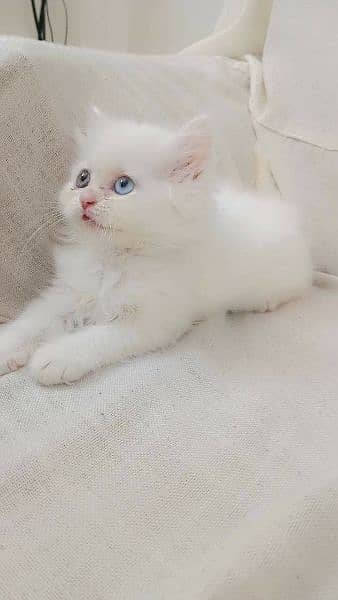 pure RAGDOLL KITTENS heavy gift quality 032546_75700 COD AVAILABLE 1