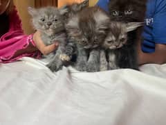 5 kittens 2 months old 0