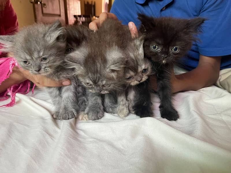 5 kittens 2 months old 1