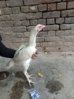 Heera Aseel Female