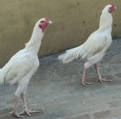 white heera two male