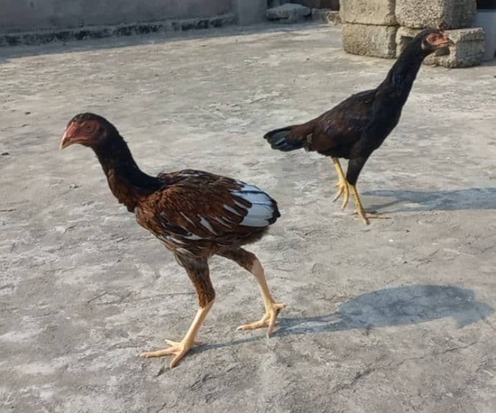 Aseel pair for sale ghr ky bachy tyar huwy hai 0