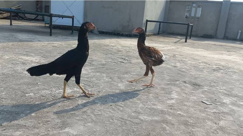 Aseel pair for sale ghr ky bachy tyar huwy hai 1