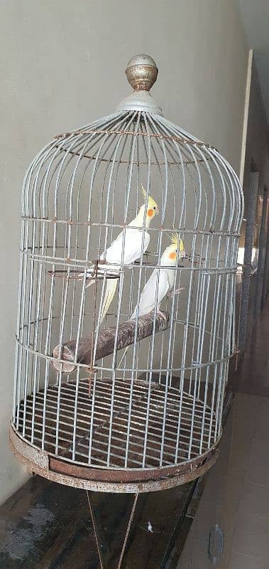 Cockateil Pair with Cage for sale 0