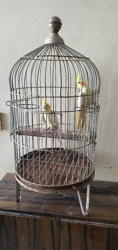 Cockateil Pair with Cage for sale 1