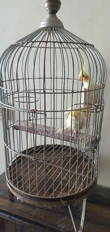 Cockateil Pair with Cage for sale 2