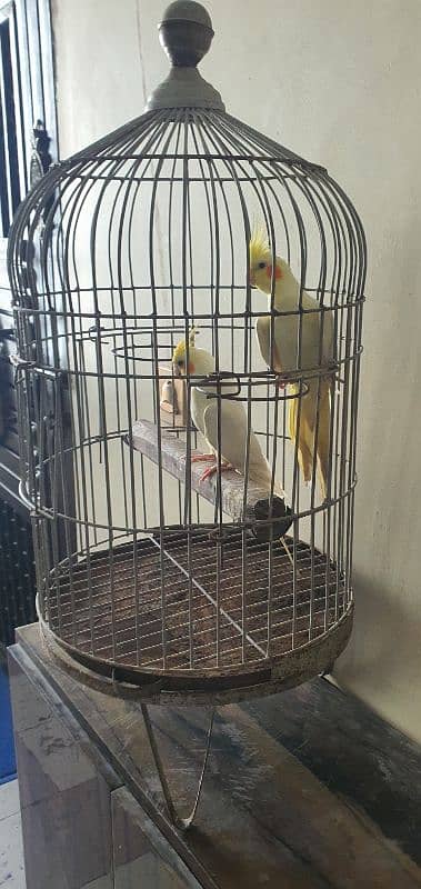 Cockateil Pair with Cage for sale 3